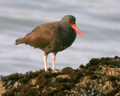 Black Oystercatcher