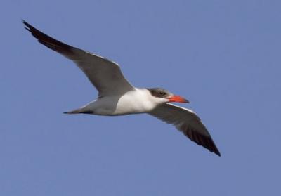 Caspian Tern, flying