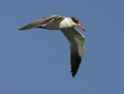 Caspian Tern, flying