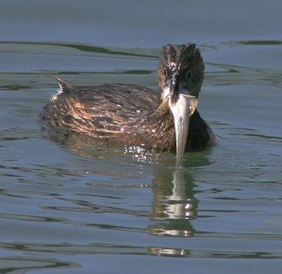 Pied-billed Grebe, feeding #1