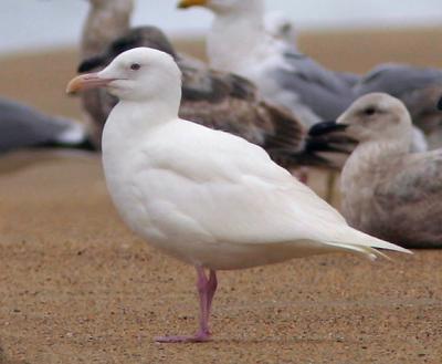 Western Gull, adult, albino