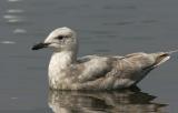 Glaucous-winged Gull, second winter