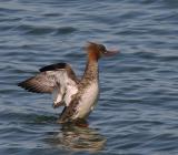 Red-breasted Merganser, female