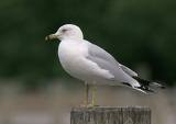 Ring-billed Gull, molting into breeding plumage