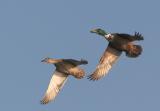 Mallards, pair flying