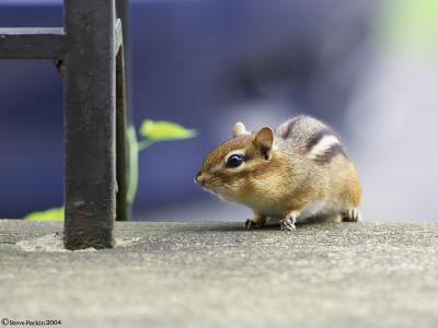 Chippy on the Prowl.jpg