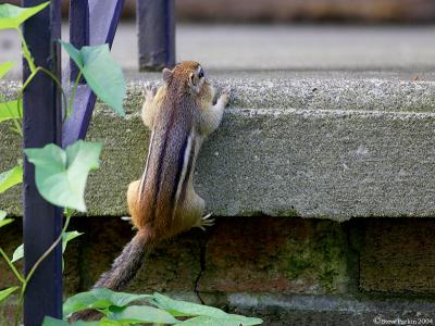 Climbing Chippy.jpg