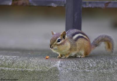 Chippy on His Favorite Perch.jpg