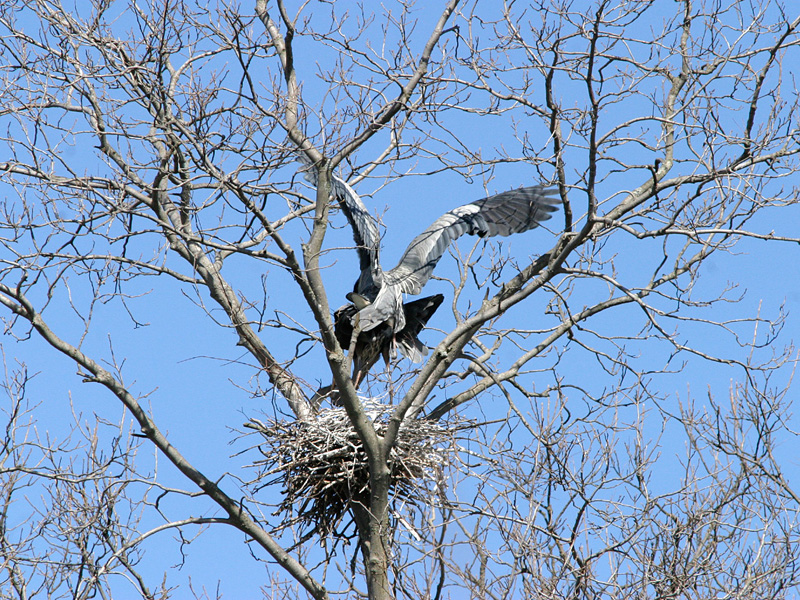 Herons Copulating