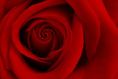 #045 Valentine Rose
