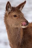 Red Deer Doe