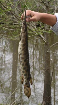 03-14-04 Alligator Gar.jpg