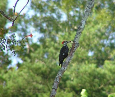 09-20-04 pileated1.jpg
