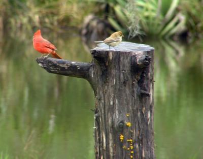 11-03-04 indigo and cardinal.jpg