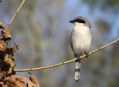 02-11-05 Loggerhead Shrike1.jpg