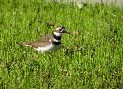 killdeer