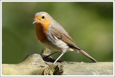 Robin/Roodborst