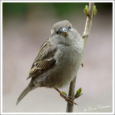 House Sparrow/Huismus
