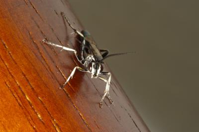 u42/tjohn/medium/27235720.DSC_5183.jpg