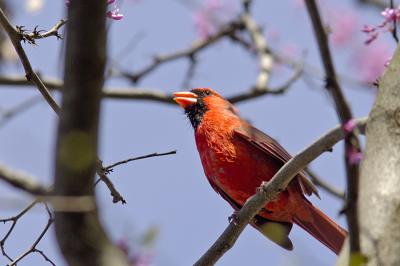 Northern Cardinal