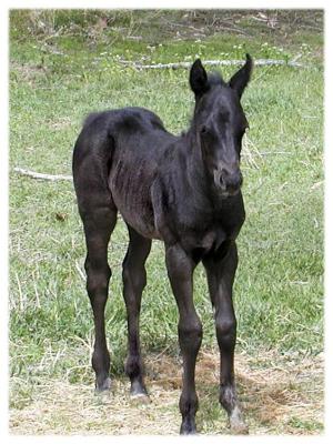 Week Old Filly