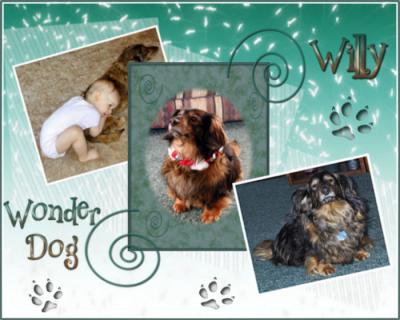 Willy, Our Wonder Dog