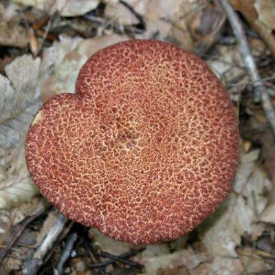 Painted Suillus - Suillus spraguei