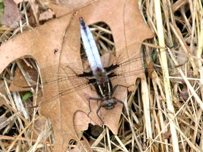 White Corporal - Ladona exusta