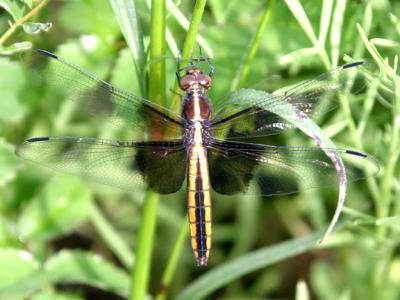 Widow Skimmer - Libellula luctuosa (female)