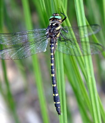 Twin-spotted Spiketail - Cordulegaster maculata (male)