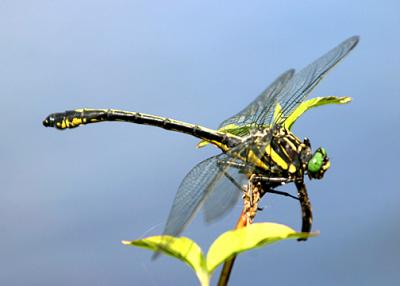 Dragonhunter - Hagenius brevistylus (male)