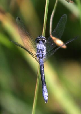 Elfin Skimmer - Nannothemis bella (male)