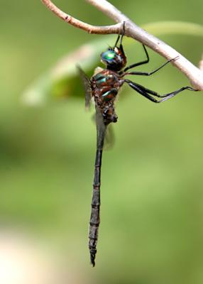 Emerald Dragonflies