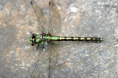 Riffle Snaketail - Ophiogomphus carolus