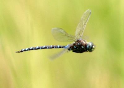 Variable Darner - Aeshna interrupta (male) in flight