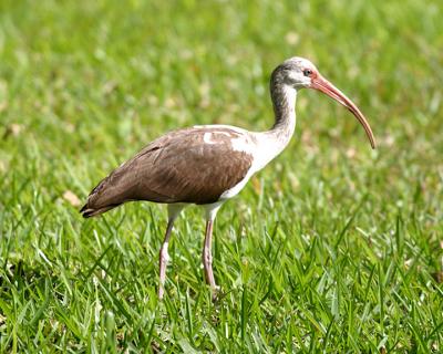 White Ibis - Eudocimus albus (immature)