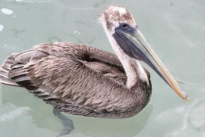 Brown Pelican - Pelecanus occidentalis (immature)