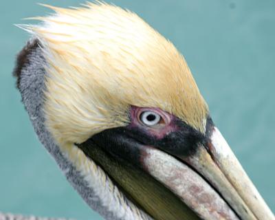 Brown Pelican head shot
