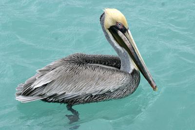 Brown Pelican - Pelecanus occidentalis