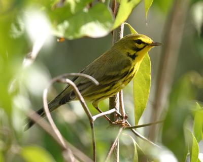 Prairie Warbler - Setophaga discolor 