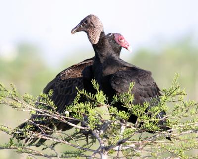 Black Vulture - Coragyps atratus & Turkey Vulture - Cathartes aura