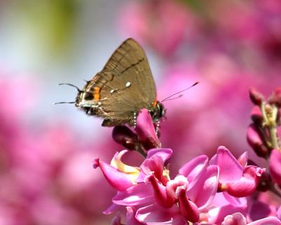 Fulvous Hairstreak - Electrostrymon angelia