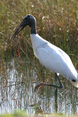 Wood Stork - Mycteria americana