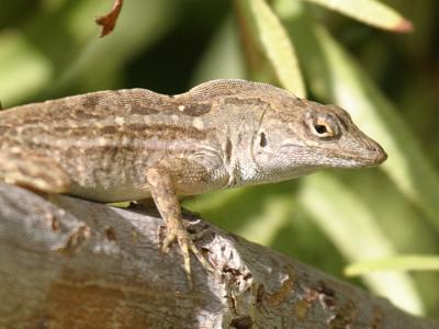 Brown Anole - Anolis sagrei