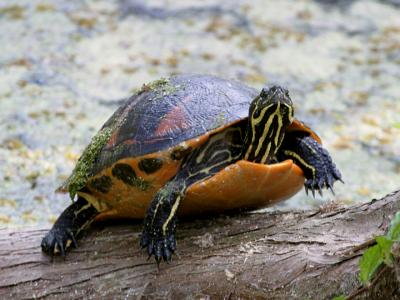 Florida Red-bellied Turtle - Chrysemys nelsoni