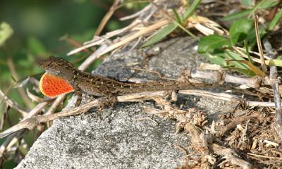 Brown Anole - Anolis sagrei