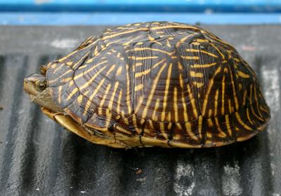 Florida Box Turtle - Terrapene carolina