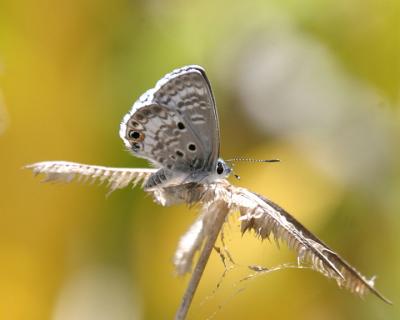 Miami Blue - Cyclargus thomasi