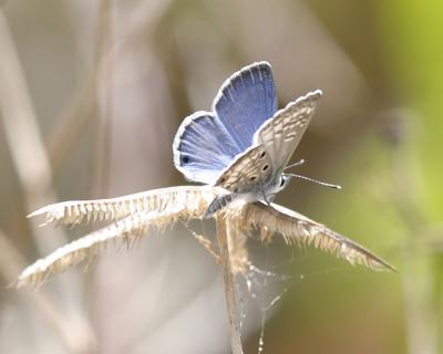 male Miami Blue - Cyclargus thomasi