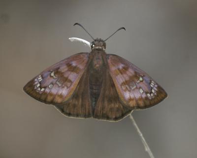 female Florida Duskywing - Ephyriades brunneus
